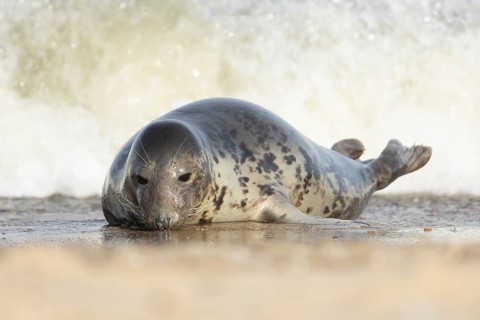 Atlantic grey seal (Halichoerus grypus) adult animal on a beach with a sea wave breaking in the