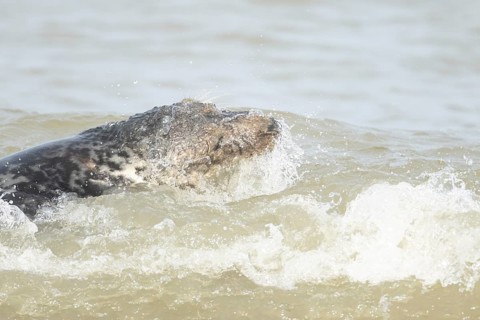 Atlantic grey seal (Halichoerus grypus) adult animal in the shallow water of a breaking wave of the