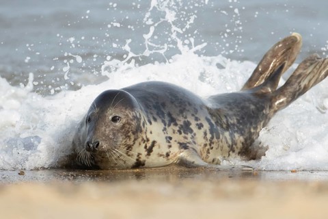 Atlantic grey seal (Halichoerus grypus) adult animal on a seaside beach with a sea wave breaking
