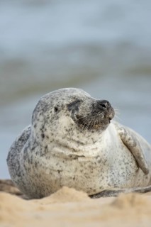 Common or harbor seal (Phoca vitulina) adult animal sleeping on sand of a seaside beach, England,