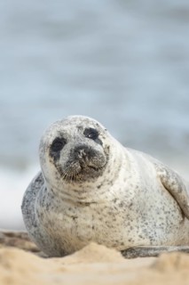Common or harbor seal (Phoca vitulina) adult animal on sand of a seaside beach, England, United