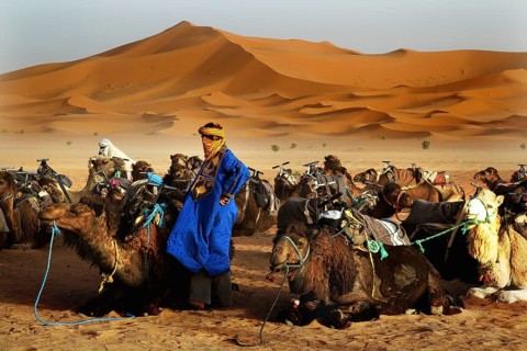 A Bedouin dressed in blue stands next to camels in a sand dune landscape, Erg Chebbi, Morocco