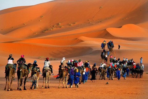 A long caravan of tourists rides camels through huge sand dunes, Erg Chebbi, Morocco