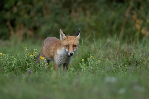 Red fox (Vulpes vulpes) juvenile baby cub animal in countryside grassland with wildflowers in