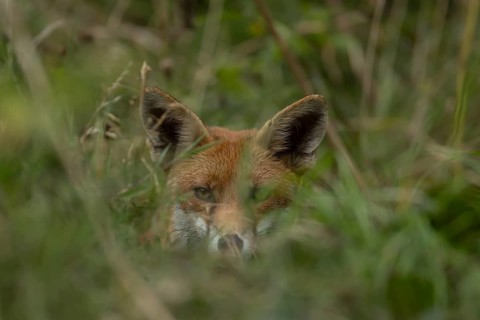 Red fox (Vulpes vulpes) adult animal hiding in countryside grassland, England, United Kingdom
