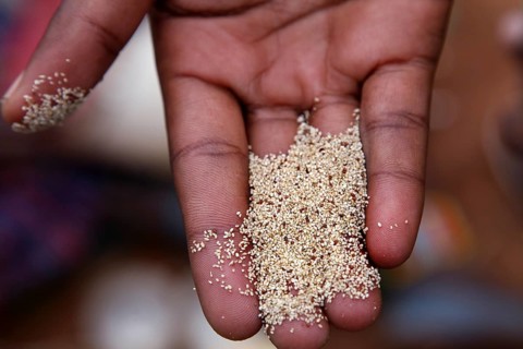 Teff grains in hand at the market in Key Afar, Key Afar, South Ethiopia, Ethiopia