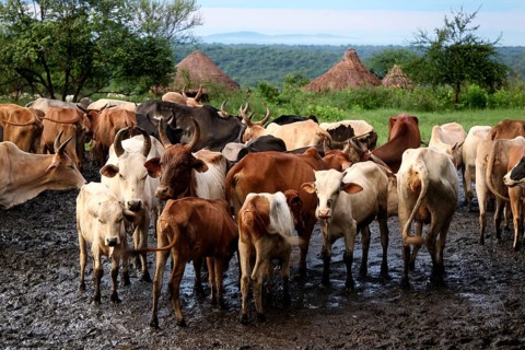Cattle in Morsi village with green, hilly landscape in the background, Mago National Park, zero,