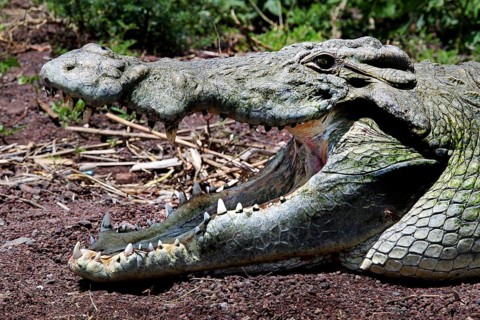 Close-up crocodile with mouth open, ready to attack, Nech Sar National Park, Ethiopia