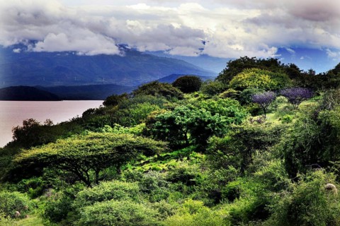 Dense forest with breathtaking mountain scenery under cloudy sky, Nech Sar National Park, Ethiopia
