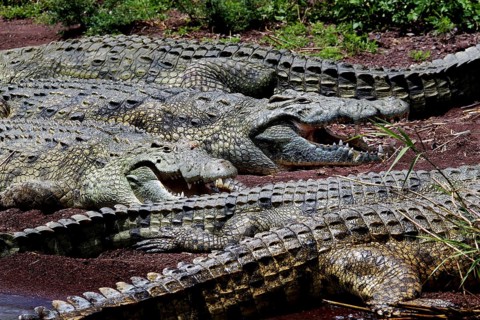 Several crocodiles huddled together on the muddy shores of Lake Chamo, Nech Sar National Park,