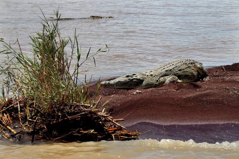 Crocodile on the shores of Lake Chamo with vegetation in the foreground, Nech Sar National Park,