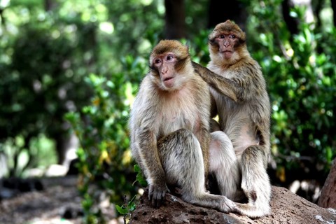 Two Barbary apes interact socially in the forest on a tree trunk, Azrou, Forèt des Cèdres, Morocco