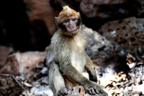 Barbary monkey sitting in shade in forest surrounded by stones and leaves, Azrou, Forèt des Cèdres,