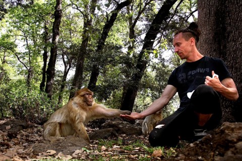 Barbary monkey is fed by a man in the forest, a peaceful interaction, Azrou, Middle Atlas, Morocco