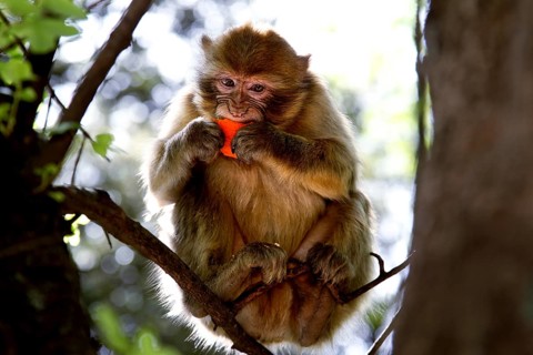 Barbary monkey sitting in a tree enjoying a meal surrounded by green foliage, Azrou, Middle Atlas,