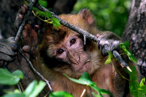 Barbary monkey looking out of a nest of branches in the dense forest, Azrou, Middle Atlas, Morocco