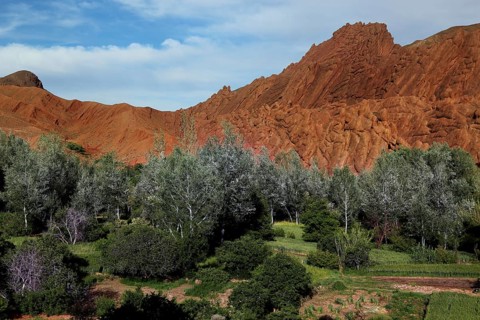 Fascinating rock formations of 'monkey paws' surrounded by lush greenery under a blue sky, Dadès,