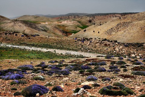 The landscape stretches through dry hills dotted with purple flowers in Col Ouzad, Col Ouzad, Béni