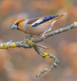 Hawfinch (Coccothraustes coccothraustes), male in breeding plumage on a lichen-covered branch,