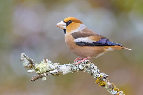 Hawfinch (Coccothraustes coccothraustes), male in winter on a branch covered with lichen, Swabian