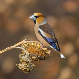 Hawfinch (Coccothraustes coccothraustes), male in breeding plumage on sunflower fruit, Swabian Alb
