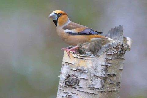 Hawfinch (Coccothraustes coccothraustes), male in breeding plumage on birch trunk, Swabian Alb