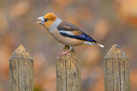 Hawfinch (Coccothraustes coccothraustes), male in breeding plumage on picket fence, Swabian Alb