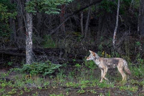 This coyote (Canis latrans) accompanies a grizzly bear (Ursus arctos) to profit from its supposed