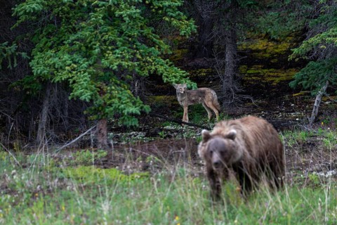 Coyote (Canis latrans) observing a grizzly bear (Ursus arctos) foraging for food, Alaska Highway,
