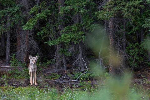 Coyote (Canis latrans) observing a grizzly bear (Ursus arctos) from a safe distance, Alaska