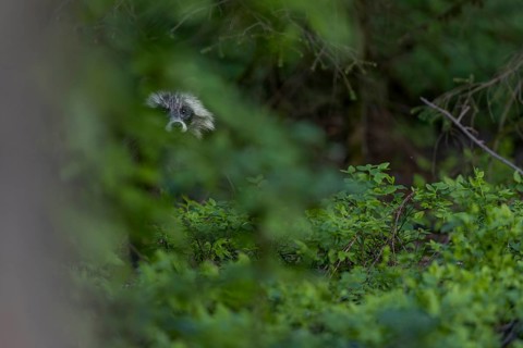 The raccoon dog (Nyctereutes procyonoides) remains motionless for minutes and watches me, neozoan,