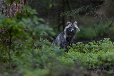 The tanuki (Nyctereutes procyonoides) fixates me continuously while the young play among the