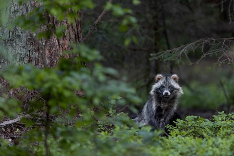 Even if the tanuki (Nyctereutes procyonoides) seems a little more relaxed, I am still being watched