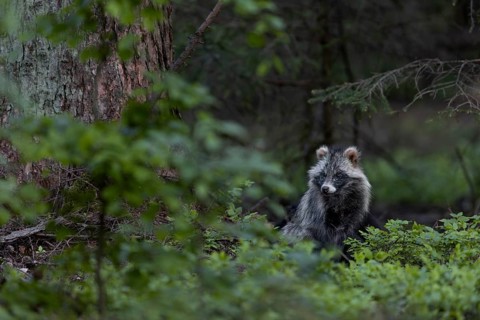A few minutes pass, then the tanuki (Nyctereutes procyonoides) seems to relax a little, neozoan,
