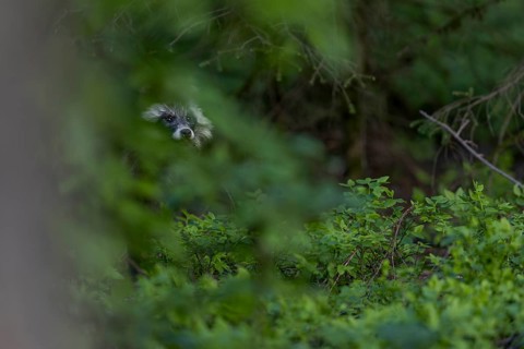 In contrast to the red fox, the raccoon dog (Nyctereutes procyonoides) often behaves in opposite