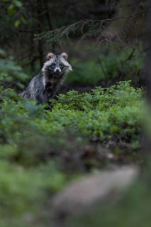 The tanuki (Nyctereutes procyonoides) lingers at a burrow entrance and suddenly I notice small dark
