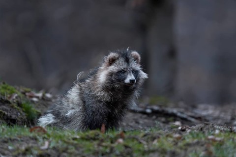 A raccoon dog (Nyctereutes procyonoides) sits relaxed in front of the cave entrance, neozoan,