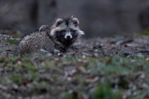 A raccoon dog (Nyctereutes procyonoides) resting in front of the cave entrance, neozoan, neobiont,