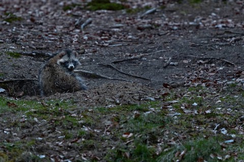 The old roof castle has got new roommates, a pair of raccoon dogs (Nyctereutes procyonoides) has