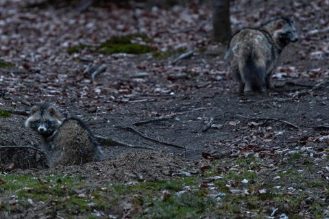 The male raccoon dog (Nyctereutes procyonoides) makes a very relaxed impression and explores the