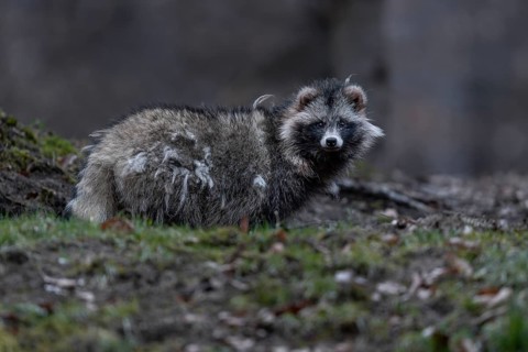 A raccoon dog (Nyctereutes procyonoides) leaves its den at dusk, neozoan, neobiont, neobiota,