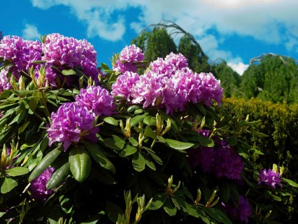 Rhododendron, alpine rose, spring, native Gareten, East Frisia, Germany