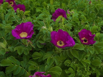 Potato rose (Rosa rugosa), native garden, East Frisia, Germany