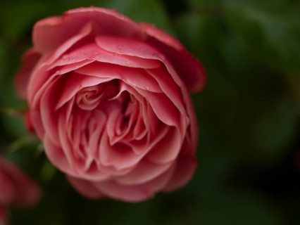 Pink rose, beetrose, close-up, local garden, East Frisia, Germany