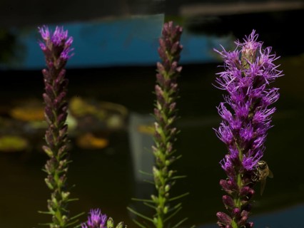 Liatris spicata, Asteraceae family, plant, native garden, East Frisia, Germany