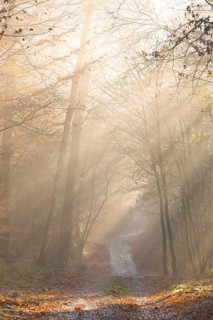 Pilgrim trail, forest trail in warm autumn light with sun rays, foggy morning mood, soft rays of