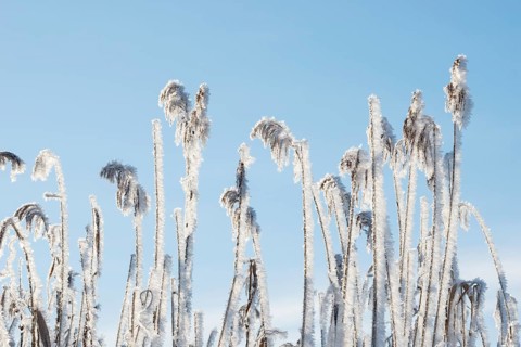 Reed fronds covered with ice crystals, stalks and leaves of reeds (Phragmites australis) or reeds,