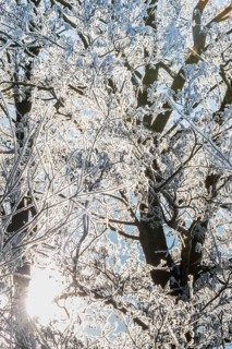 Treetops of willow (Salix) and black alder (Alnus glutinosa), also black alder or red alder,