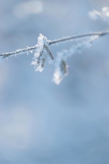 Delicate branch with ice crystals against a blue-grey, blurred background, young male flower