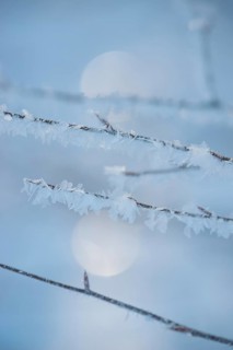 Icy branches with ice crystals against a blurred blue-grey background with bokeh effect, ice,